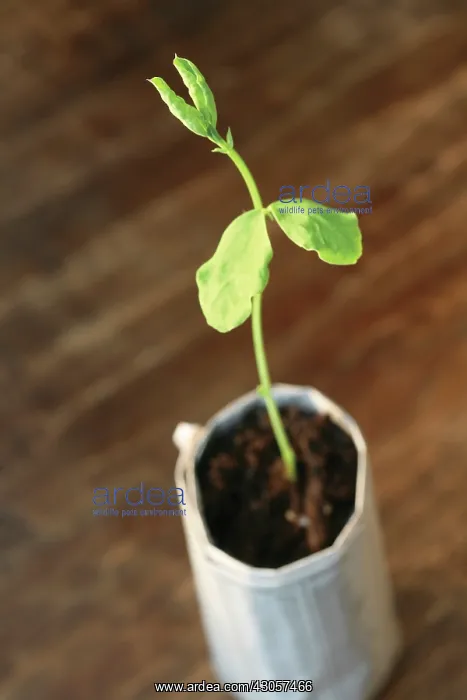 : Sweetpea, Lathyrus odoratus : Sweetpea, Lathyrus odoratus