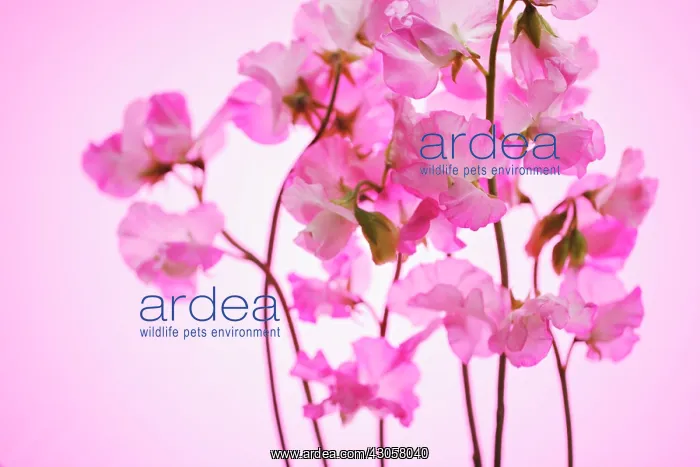 : Sweetpea, Lathyrus odoratus : Sweetpea, Lathyrus odoratus