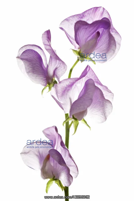 : Sweetpea, Lathyrus odoratus : Sweetpea, Lathyrus odoratus