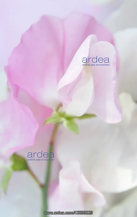 : Sweetpea, Lathyrus odoratus : Sweetpea, Lathyrus odoratus