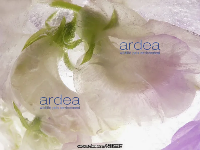 : Sweetpea, Lathyrus odoratus : Sweetpea, Lathyrus odoratus