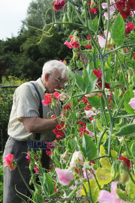 : Sweetpea, Lathyrus odoratus : Sweetpea, Lathyrus odoratus
