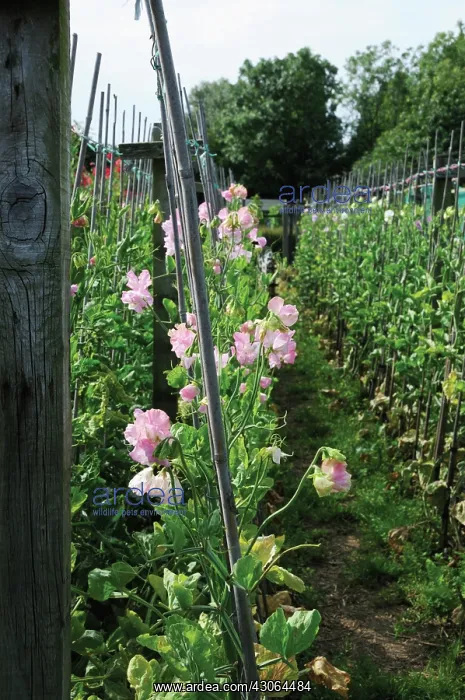 : Sweetpea, Lathyrus odoratus : Sweetpea, Lathyrus odoratus