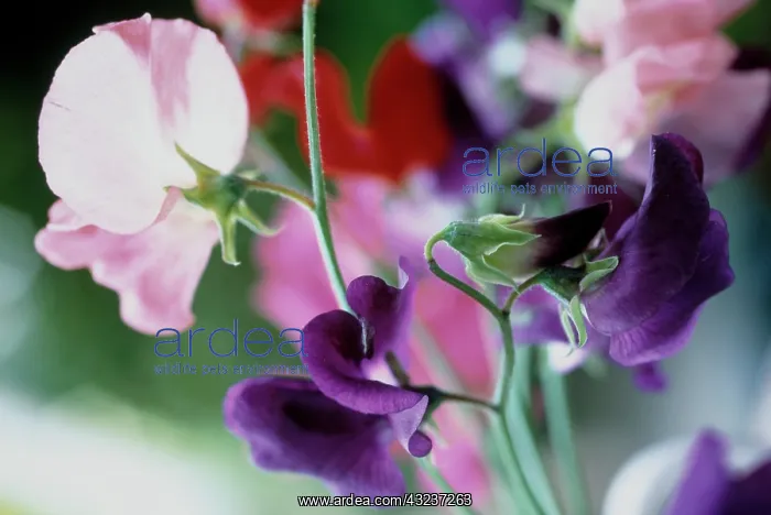 : Sweetpea, Lathyrus odoratus : Sweetpea, Lathyrus odoratus