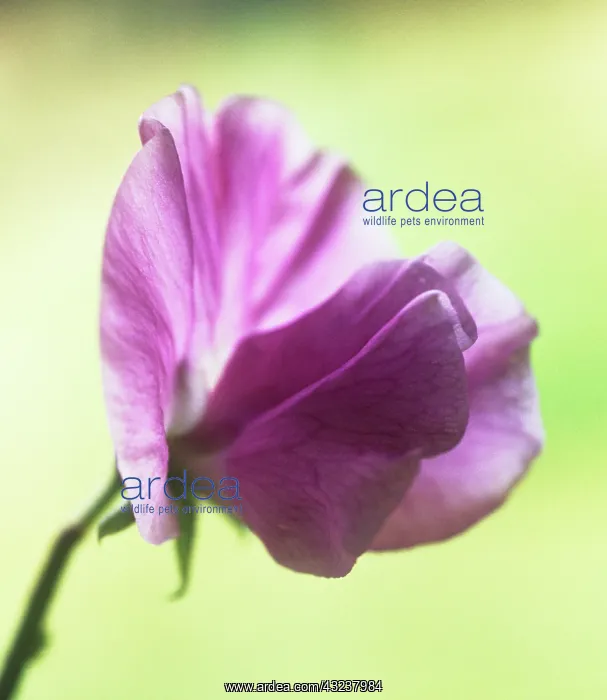 : Sweetpea, Lathyrus odoratus : Sweetpea, Lathyrus odoratus