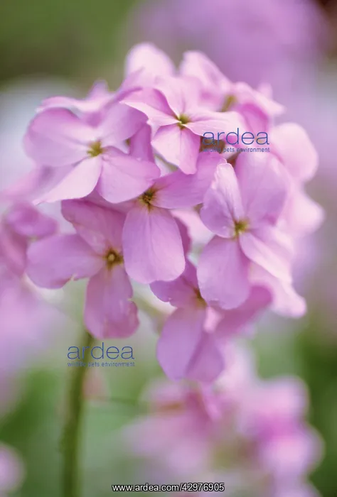  : Sweetrocket