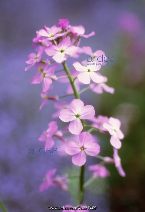 : Sweetrocket : Sweetrocket