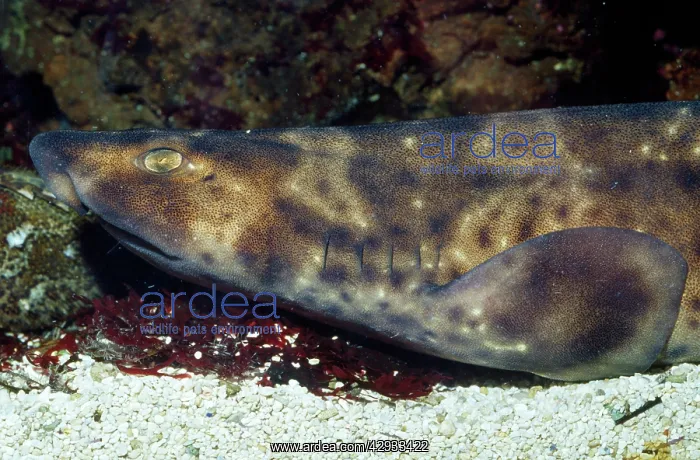 : Swell Shark : Swell Shark
