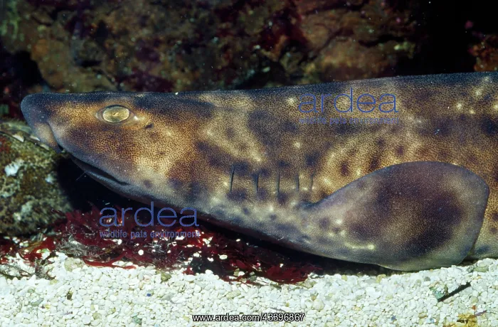 : Swell Shark : Swell Shark
