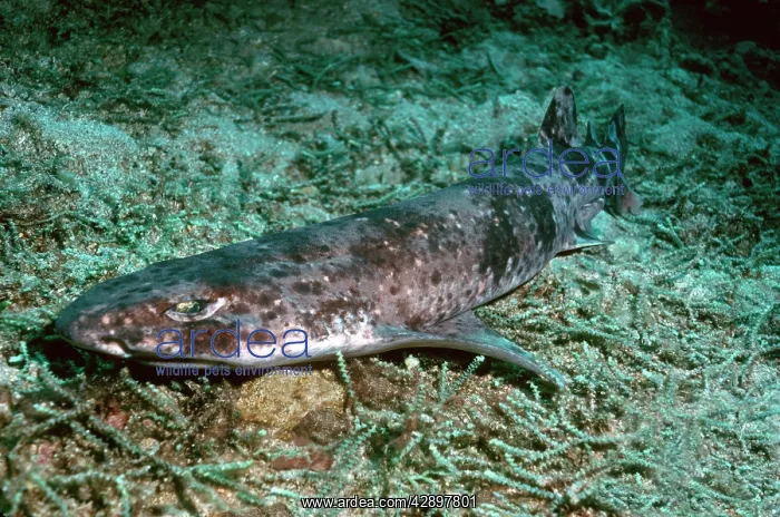 : Swell Shark - This specimen came from deep water : Swell Shark - This specimen came from deep water