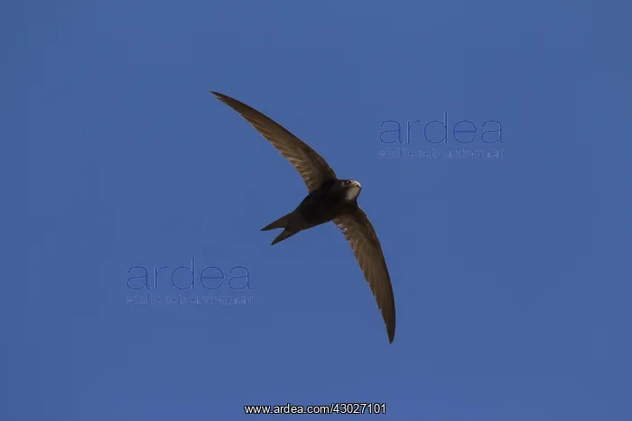  : Swift - adult bird in flight - Sweden