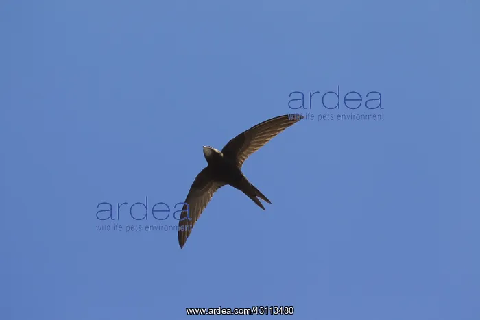  : Swift - adult bird in flight - Sweden