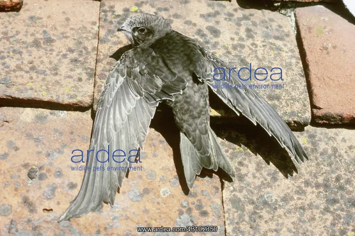 : Swift (Apus apus) : Swift (Apus apus)