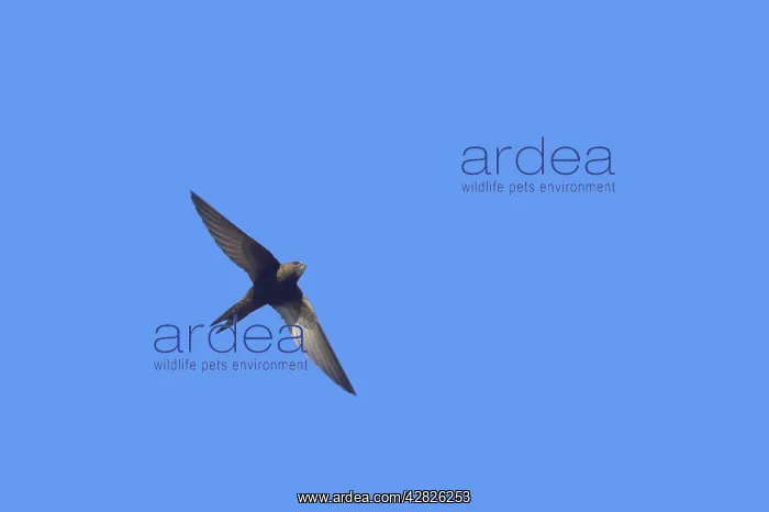 : Swift - In flight : Swift - In flight