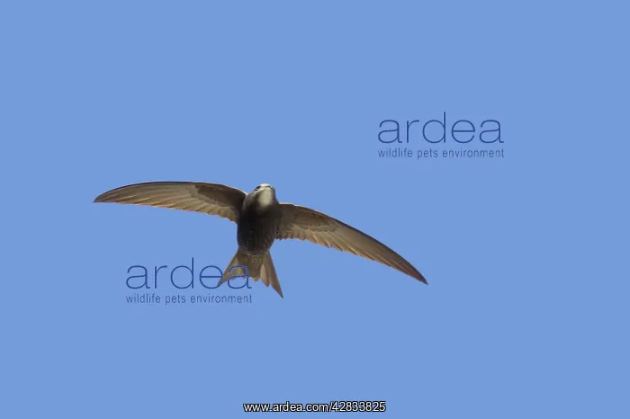 : Swift - In Flight : Swift - In Flight
