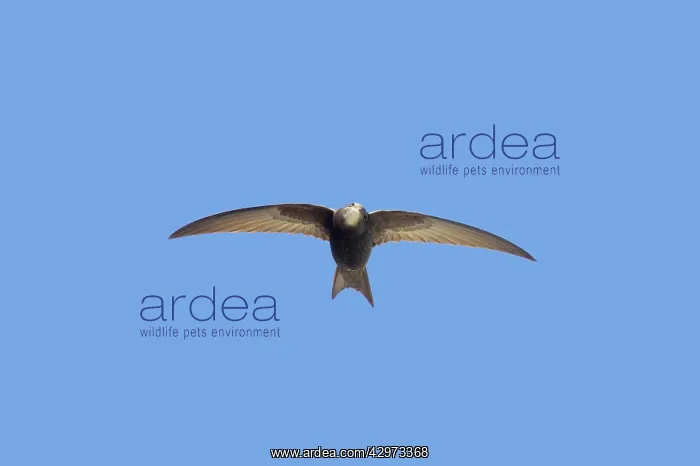 : Swift - In Flight : Swift - In Flight