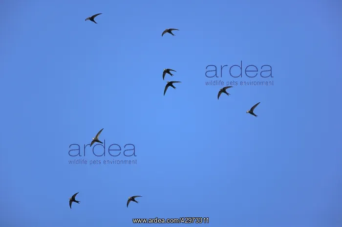 : Swift - Flock in Flight : Swift - Flock in Flight