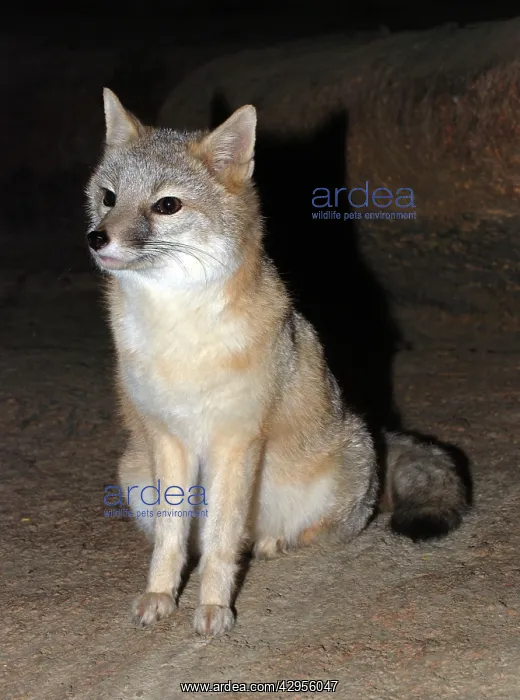 : Swift Fox (Vulpes velox)