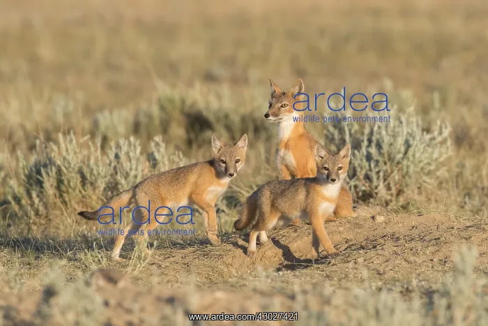 : Swift Fox - Vulpes velox - This is a den in short : Swift Fox - Vulpes velox - This is a den in short
