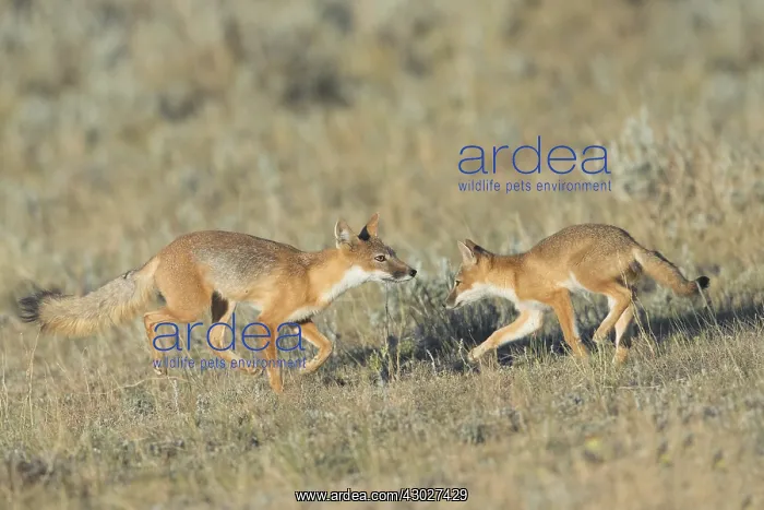 : Swift Fox - Vulpes velox - This is a den in short : Swift Fox - Vulpes velox - This is a den in short