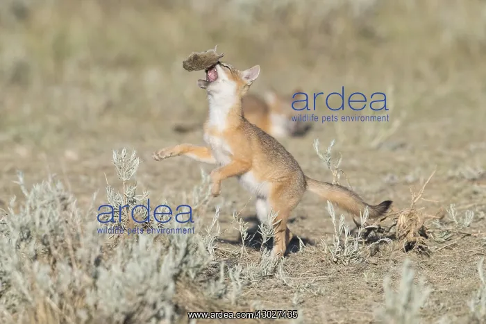 : Swift Fox - Vulpes velox - This is a den in short : Swift Fox - Vulpes velox - This is a den in short