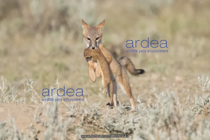 : Swift Fox - Vulpes velox - This is a den in short : Swift Fox - Vulpes velox - This is a den in short