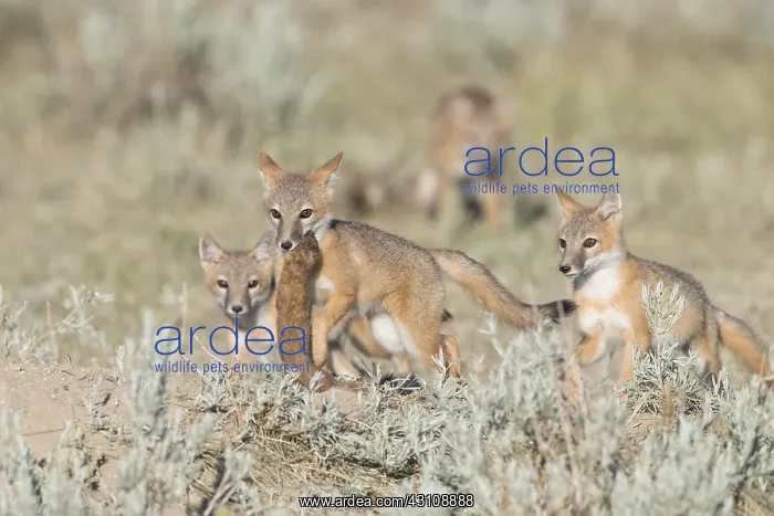 : Swift Fox - Vulpes velox - This is a den in short : Swift Fox - Vulpes velox - This is a den in short