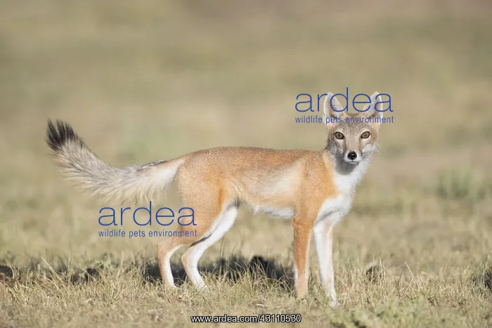 : Swift Fox - Vulpes velox - This is a den in short : Swift Fox - Vulpes velox - This is a den in short