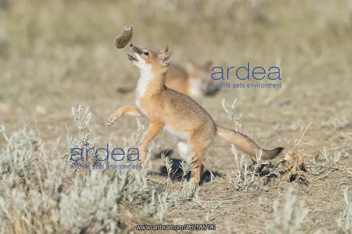 : Swift Fox - Vulpes velox - This is a den in short : Swift Fox - Vulpes velox - This is a den in short