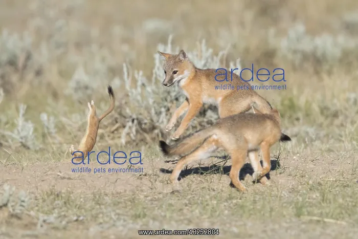  : Swift Fox - Vulpes velox - This is a den in short