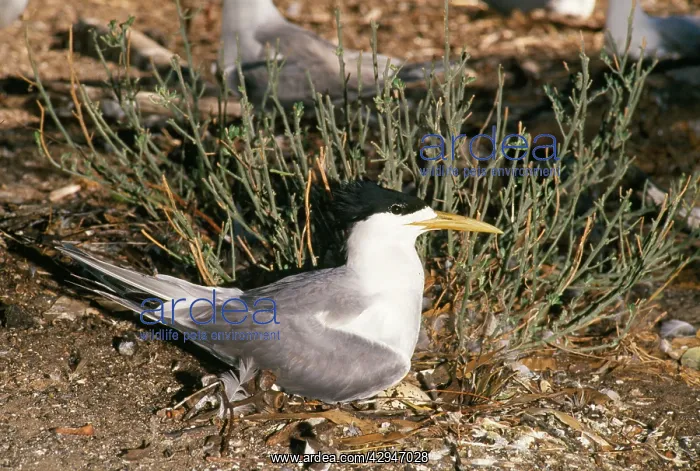  : Swift  /  Greater Crested Tern