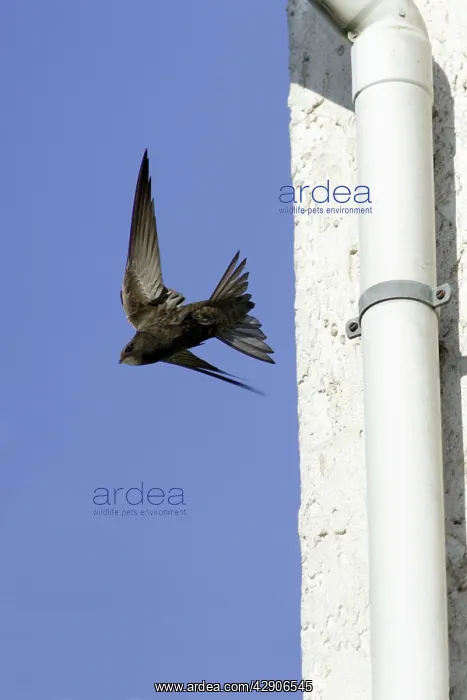 : Swift - Leaving nest in building roof : Swift - Leaving nest in building roof