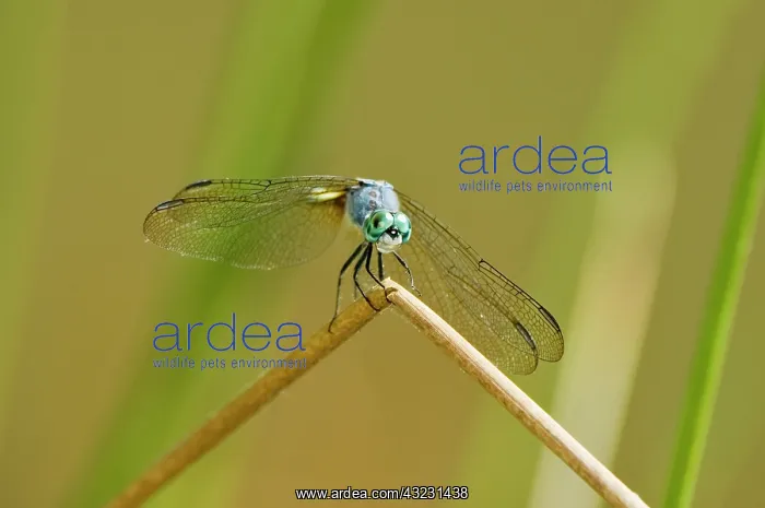  : Swift long-winged skimmer, Pachydiplax longipennis