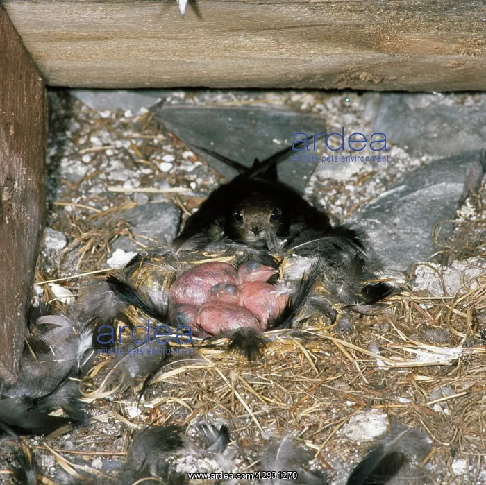 : Swift - at nest with young : Swift - at nest with young