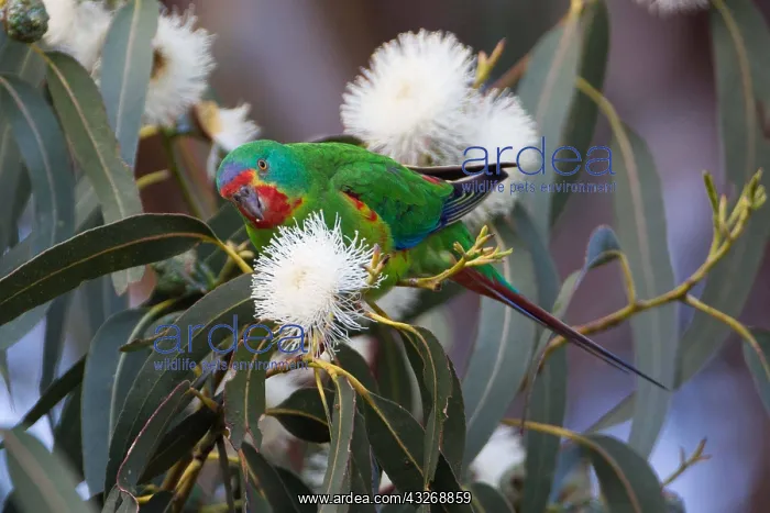 : Swift Parrot - At the Captain Cook Campground - : Swift Parrot - At the Captain Cook Campground -