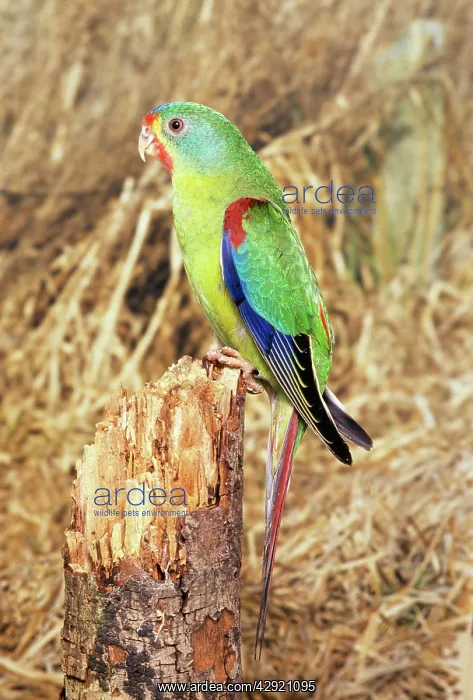 : Swift Parrot - perched on tree stump : Swift Parrot - perched on tree stump