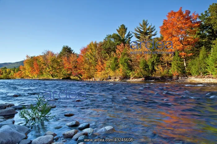 : The Swift River in New Hampshire's White : The Swift River in New Hampshire's White