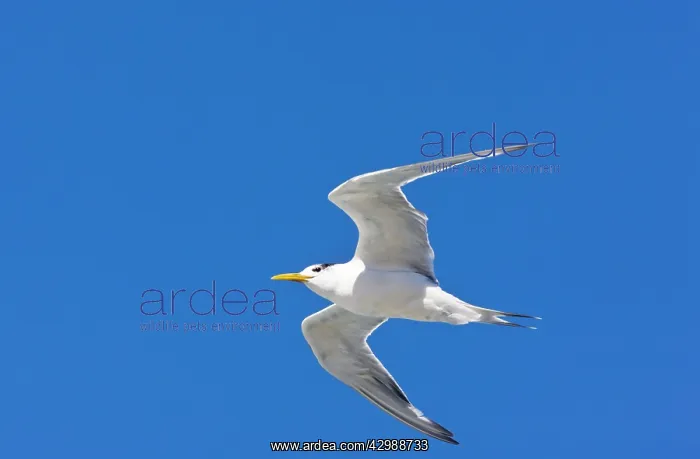 : Swift Tern - in flight. The Cape, South Africa : Swift Tern - in flight. The Cape, South Africa