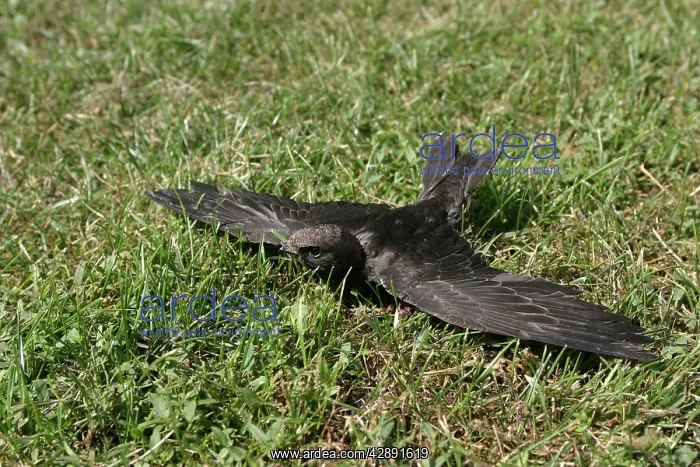 : Swift - young which has fallen from nest and is : Swift - young which has fallen from nest and is