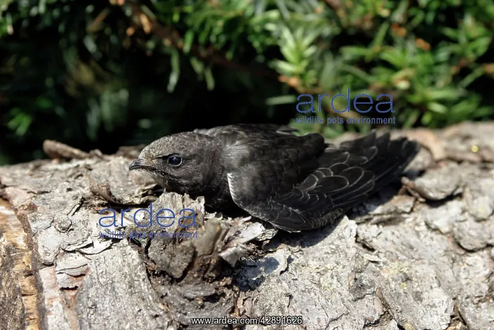 : Swift - young which has fallen from nest and is : Swift - young which has fallen from nest and is