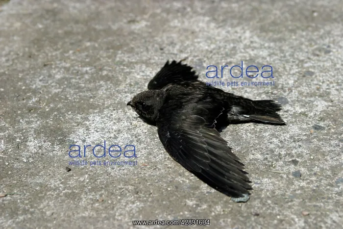 : Swift - young which has fallen from nest and is : Swift - young which has fallen from nest and is