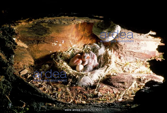  : Swift - young in nest - 3 days old