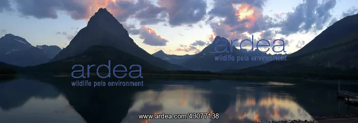 : Swiftcurrent Lake : Swiftcurrent Lake