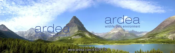 : Swiftcurrent Lake and Valley : Swiftcurrent Lake and Valley