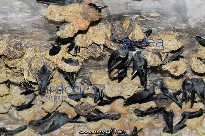 : Swiftlets Nesting : Swiftlets Nesting
