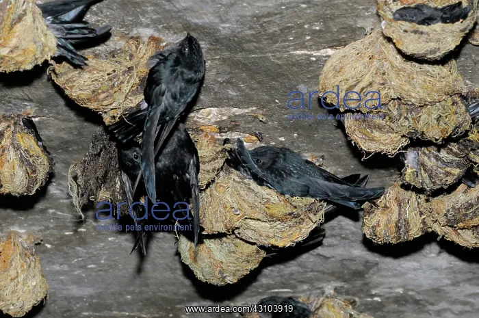 : Swiftlets Nesting : Swiftlets Nesting