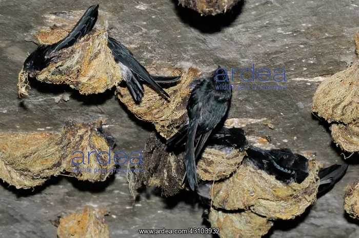 : Swiftlets Nesting : Swiftlets Nesting