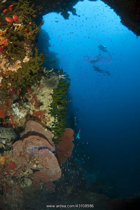 : Swim-through - Passage with fish and divers in : Swim-through - Passage with fish and divers in