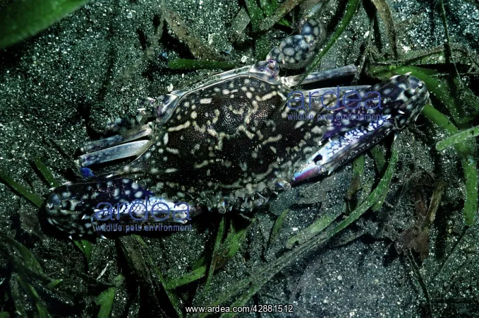 : Swimmer Crab : Swimmer Crab
