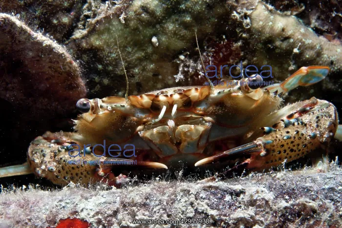  : Swimmer Crab